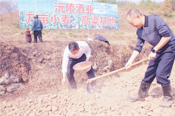 2022-2023年沅陵酒業(yè)&華隆農(nóng)業(yè)小麥、高粱基地播種小麥.